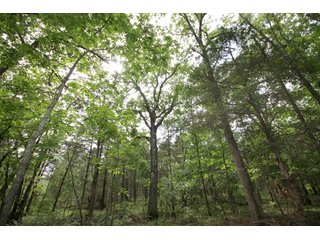 Property photo 13 - LAND AUCTION - 354+/- ACRES OFFERED IN 8 TRACTS IN CHEROKEE CO., OK
